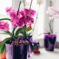 Орхидея будет цвести месяцами: чем ее полить