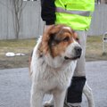 FOTOD: Mähel ringi liikunud agressiivsed koerad leiti loomade hoiupaigast