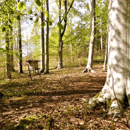Eesti ei ole veel pöögimaa, aga see võib muutuda
