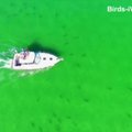 DROONIVIDEO: Ettevaatust, haid! Vaata ülevalt, kuidas meri Florida ranniku lähedal haidest kubiseb