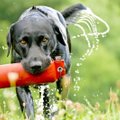 Populaarne ja armastatud koeratõug: mõned huvitavad faktid labradori retriiverite kohta