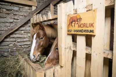 Hobused on Kristelile ja Algisele alati meeldinud, praegu elab neid Männituka talus neli.