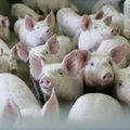 Страны Балтии и Польша не смогут ввозить свинину в Россию еще три года