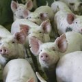 Департамент запретил держать свиней во дворах на юге Эстонии