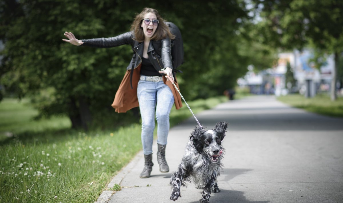 Kui koer jalutab omanikku, võivad lisaks frustratsioonile tekkida ka ohtlikud olukorrad.