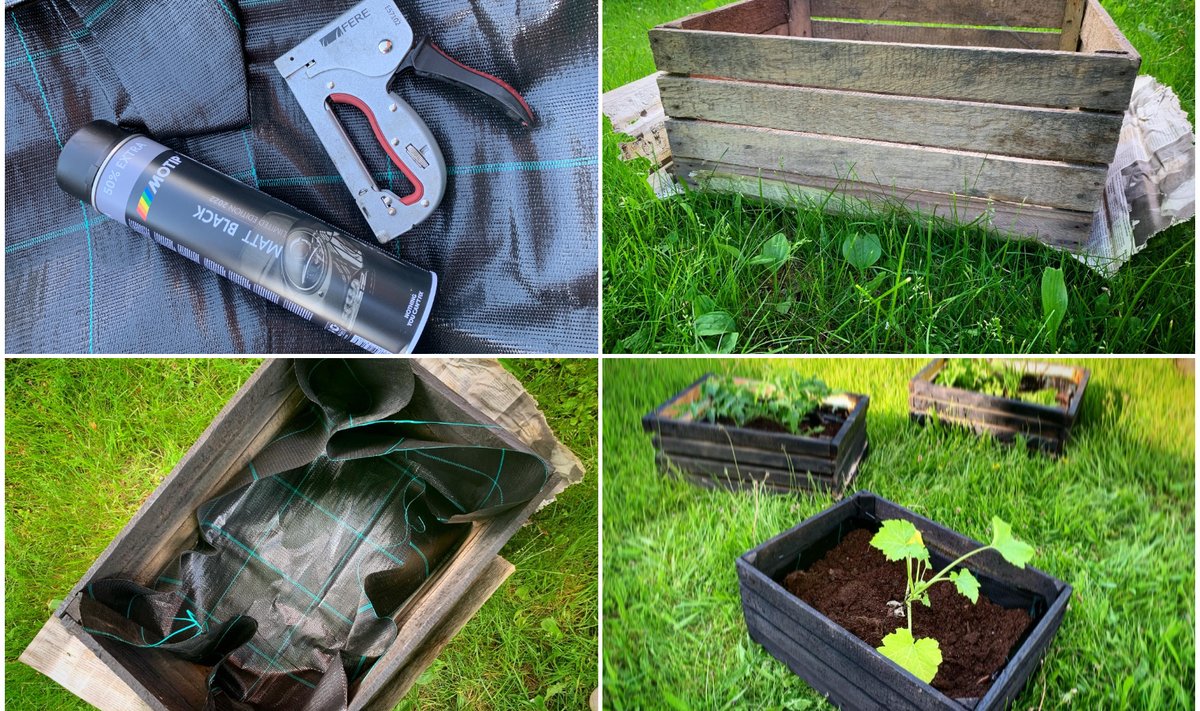Segasummakodu aias kasvavad DIY-peenrakastides maitsetaimed, kirsstomatid, salatilised ja suvikõrvits!