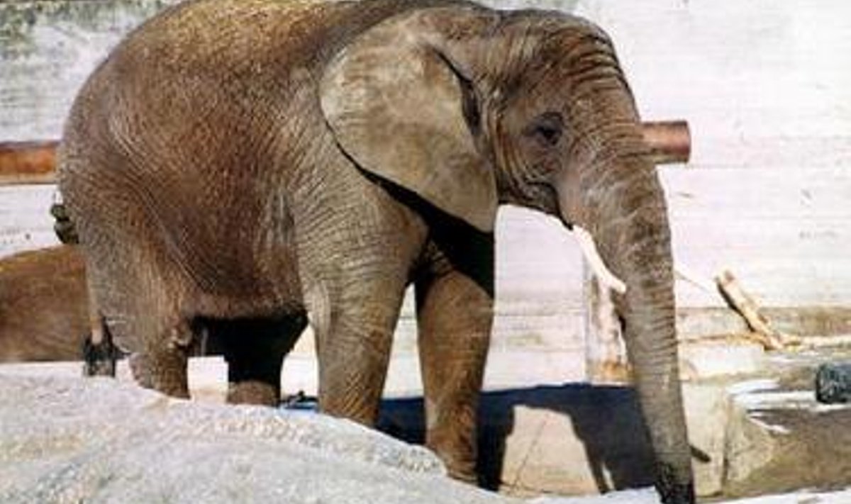 Sponsorrahast ilma jäänud loomaaia elevant