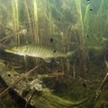ВИДЕО | Невероятно! В озере Выртсъярв установили подводную камеру для наблюдения за рыбой