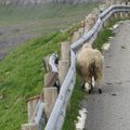 Maaleht Fääridel: Veel lammastest