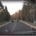 VIDEO: Piirsalu loomaarst kohtas kolme karu