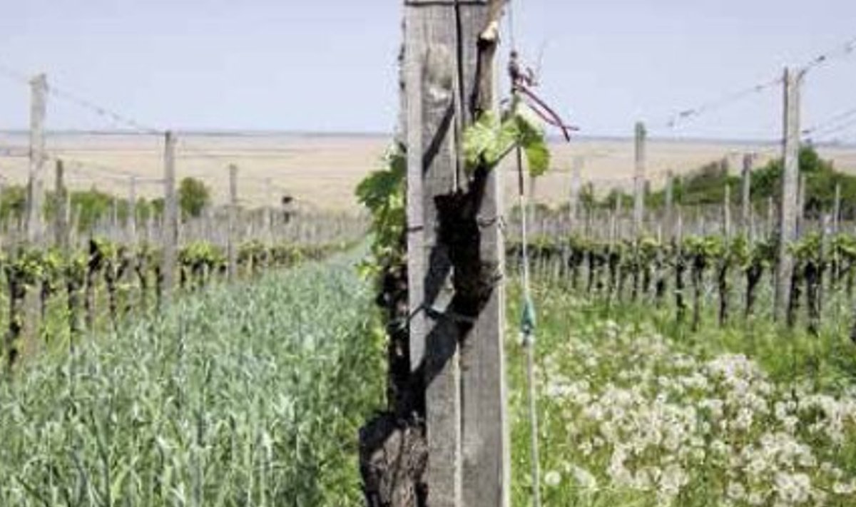 Biodünaamilises viinapuuaias (Weingut Weninger, Austria) kasvavad koos viinapuud, võililled ja teravili. Talv ja lumi muudavad kaks viimast mullaks, mille väärtus kajastub hiljem veinides.