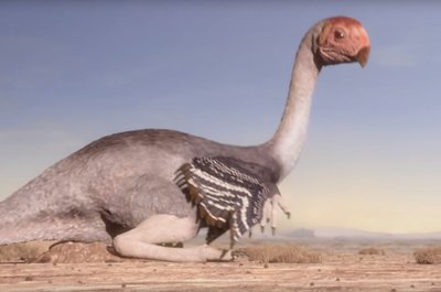 Oviraptor pesal.