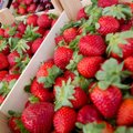 Hoiatuseks ostjatele: müügiputka pettis maasikate kaalumisel klienti