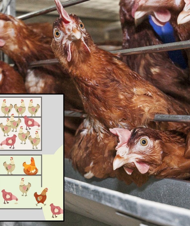 Puuris võib olla ühe ruutmeetri kohta 13 kana.