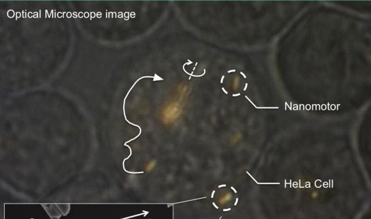 Nanomootorite liikumine rakkude sees. Foto: Penn State University