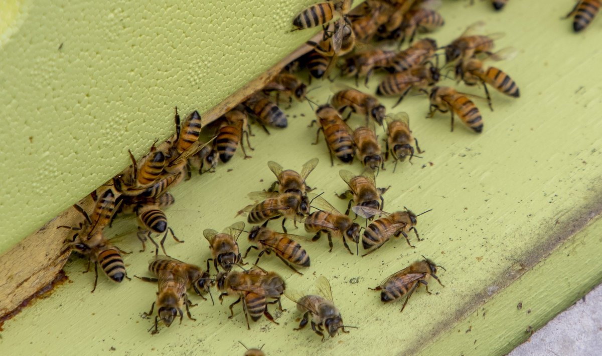 Mesilased