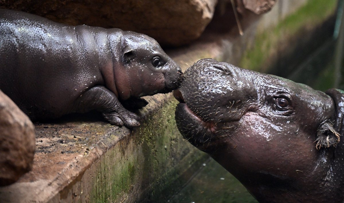 Offspring among the pygmy hippos