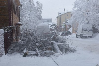 Tänavalt koristatud oksarisu.