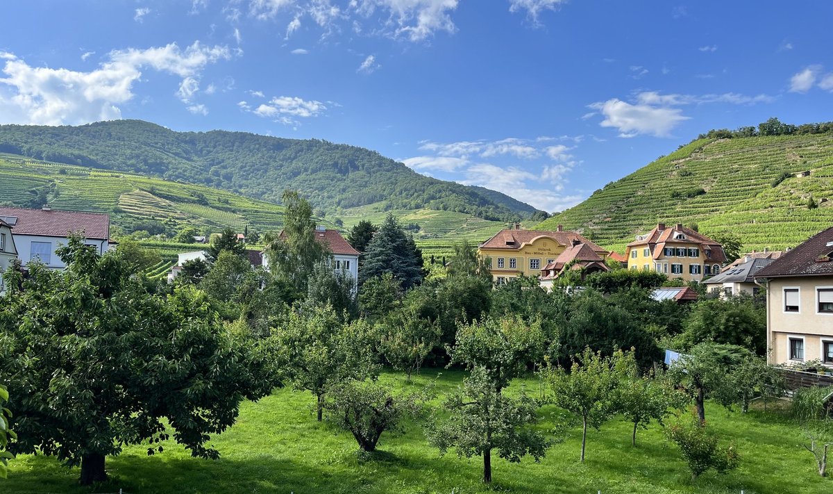 Wachau veinileiud