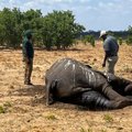 Смертельная засуха: в одном из национальных парков Африки от жары погибло 100 слонов