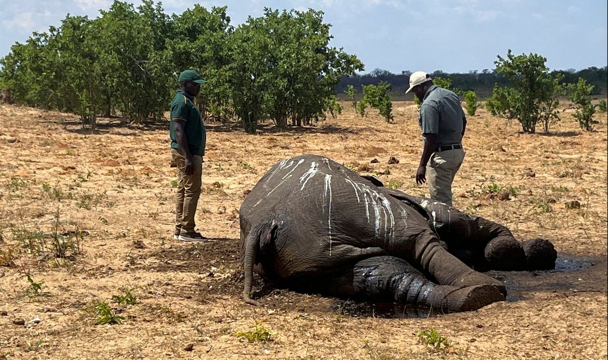 Zimbabwe rahvuspargi elevandid kannatavad.