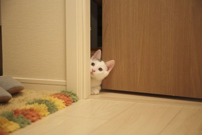 Kass peab saama ka tuppa tulla.