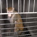 Hirmu anatoomia: USA teadlane teeb ahvide peal sadistlikke katseid
