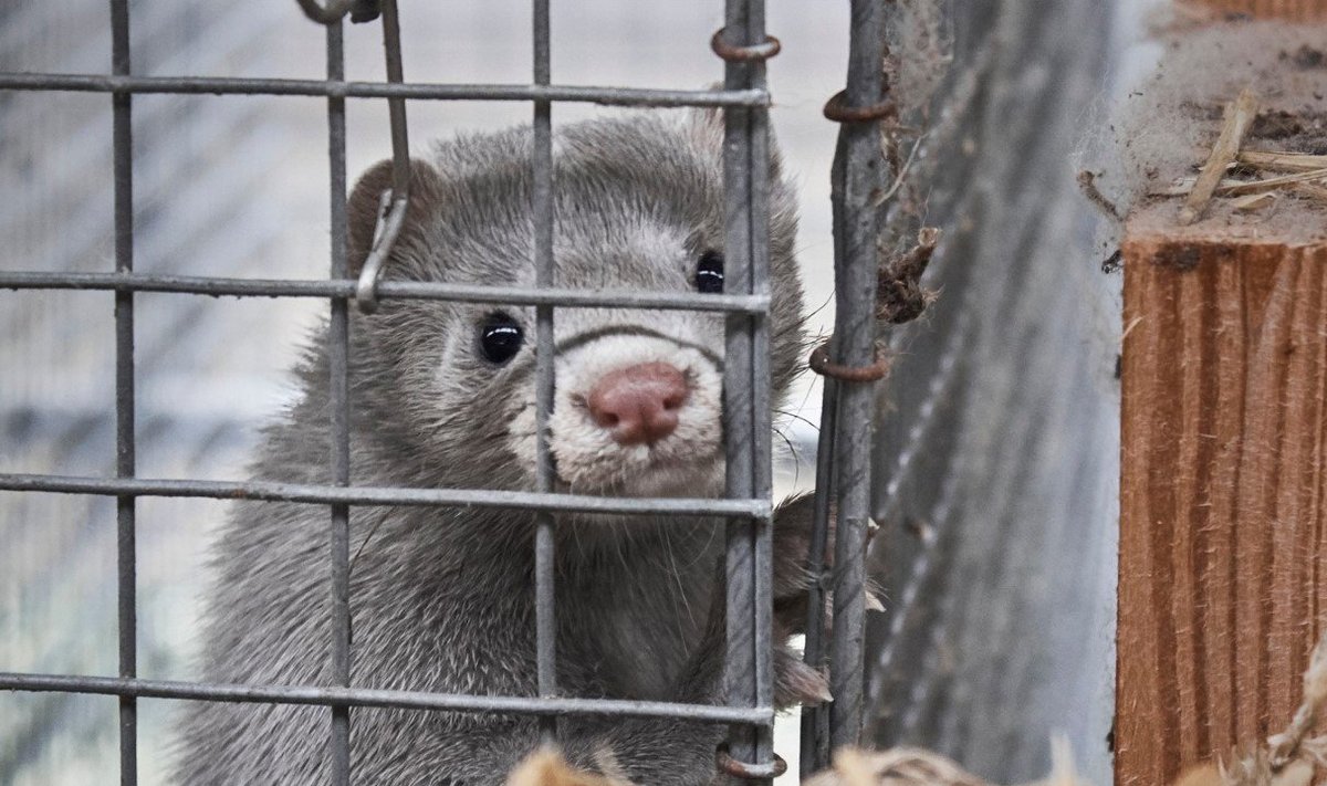 Eesti Veterinaar- ja Toiduameti andmete kohaselt ei kasvatata Eestis 2020. aasta seisuga enam naaritsaid