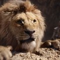 ВИДЕО | Кошки воспроизвели сцену гибели Муфасы из "Короля Льва"