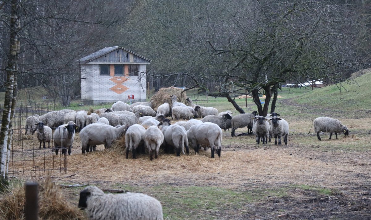  Saaremaa Ökoküla lambad.