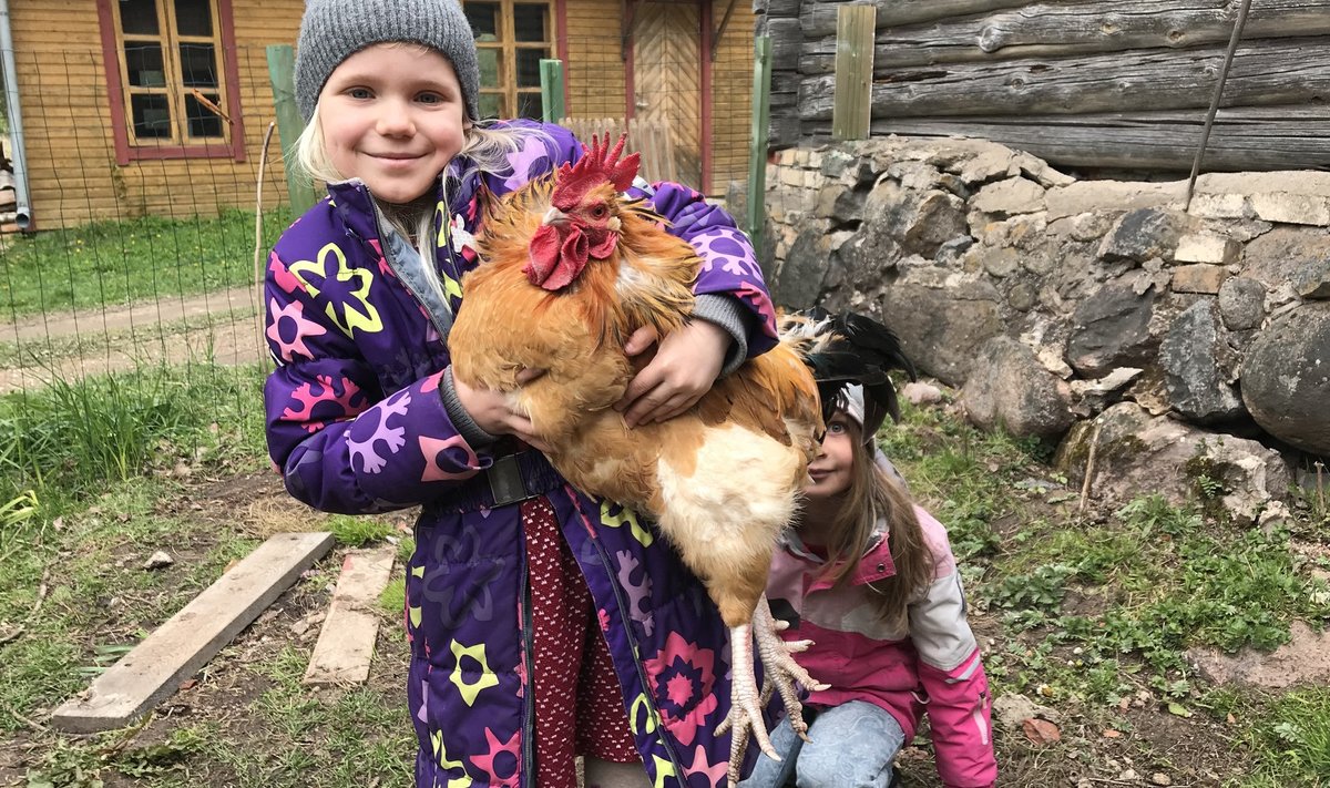 Tütar Suvi ja kukk Birk. Kuigi suurte ja nunnude koduloomade võtmine oli terve pere unistus, tundus kuke ja kanadega alustamine siiski pehmema maandumisena.