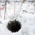 Koer kukkus Tallinnas lahtisesse kaevu