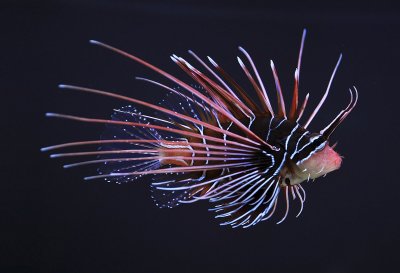 Üks tiibkala liikidest Pterois radiata