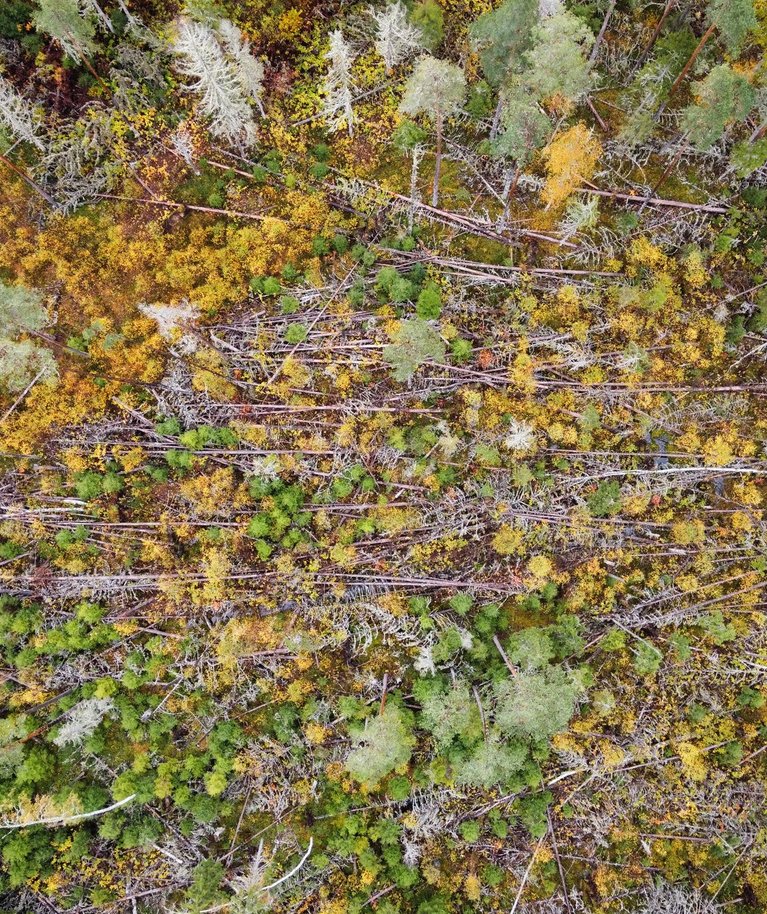 Sügisene pilt Karula RPs Aruküla tormialal. Kuivanud tormimurtud kuuskede vahel on näha kollase võraga kase ja rohelise võraga kuuse uuendust.