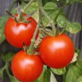 Tee oma tervisele teene: kolm põhjust, miks süüa rohkem tomateid