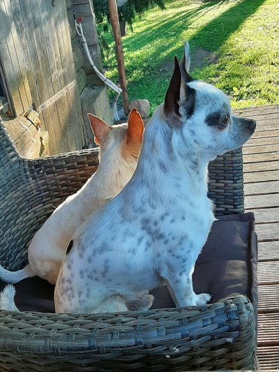 Sushi ja Mäks