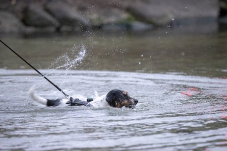 Esimese supluse linnahalli juures tegi teiste seas koer Iggy Pup, kes eelistab küll vett hammustada, aga pole põhimõtteliselt vastu ka selles ujumisele.