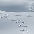 Naudi talveilus Eesti loodust: vahvad ideed, kus ja kuidas seda teha