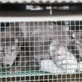 Барби Пильвре: разведение животных исключительно для производства меха должно быть прекращено в течение пяти лет