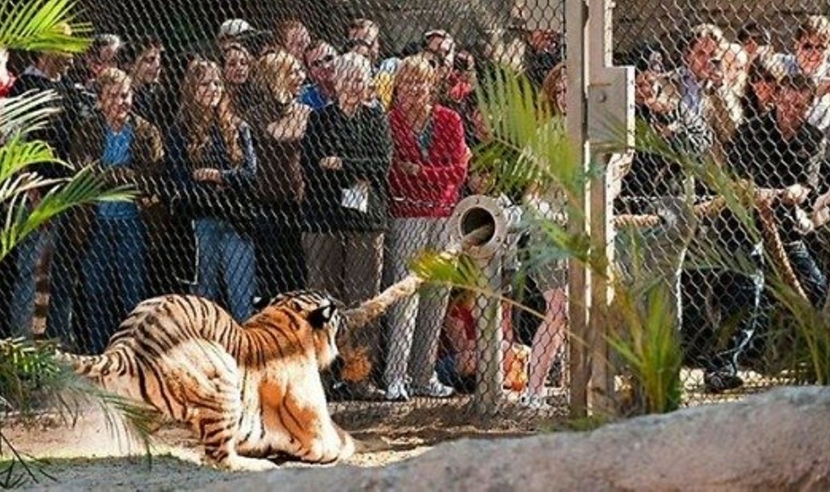 Foto: Busch Gardens Zoo