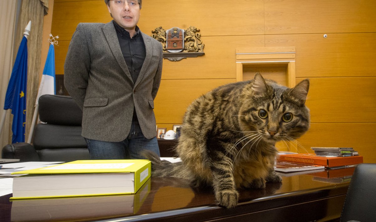 Riia raekojas elab kaks endist kodutut kassi. Linnapea Nils Ušakovsi sõnul on üks neist venelane Kuzja (fotol), teine lätlane Muris. 