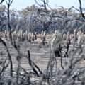 Austraalia põlengute häving ulatub turismisektorist kaugemale