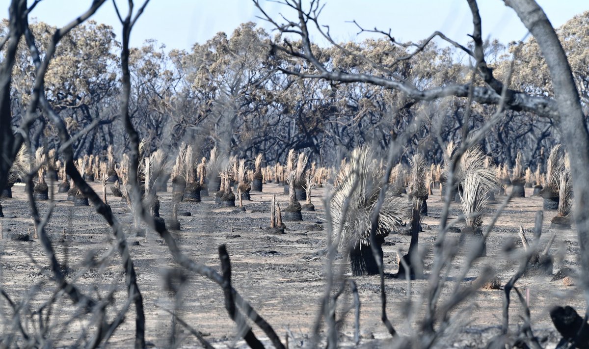 Austraalia metsapõleng