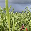 Näljahäda tulekul? Sissetunginud kahjurid laastavad Aafrikat, sihikul võivad olla teised piirkonnad