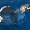 Издание: ВМФ России вооружится боевыми дельфинами