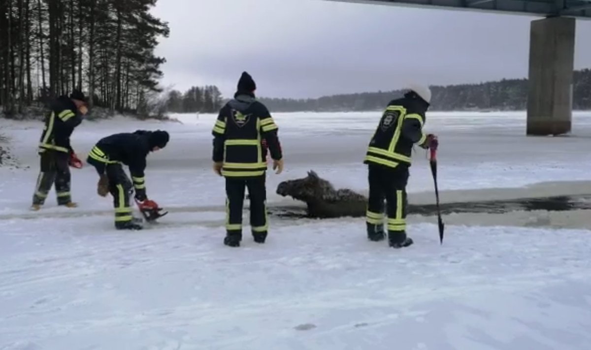 VIDEO | Soome päästeamet aitab vettekukkunud põdra jäisest veest välja