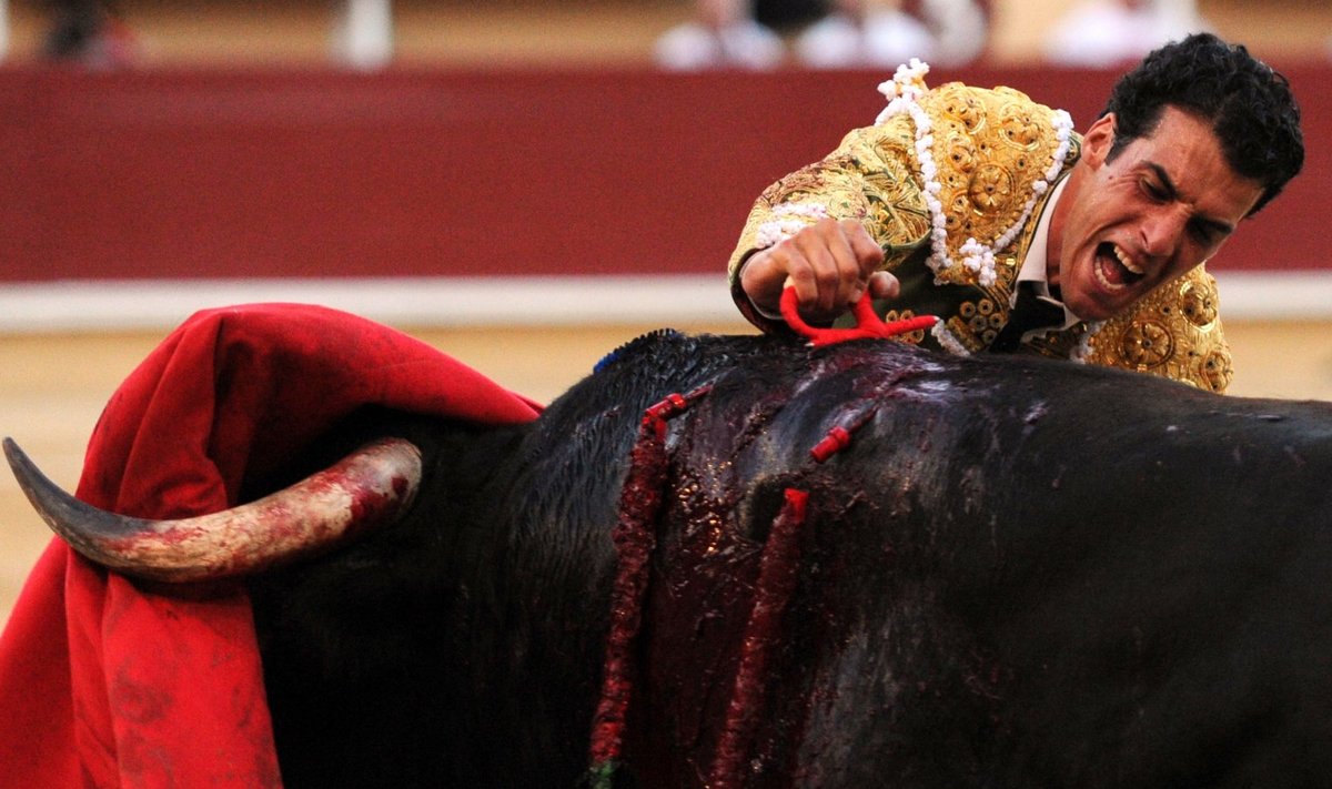 Hispaania matadoor härjavõitlusel