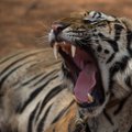 В заповедниках Таиланда наблюдается массовая гибель тигров