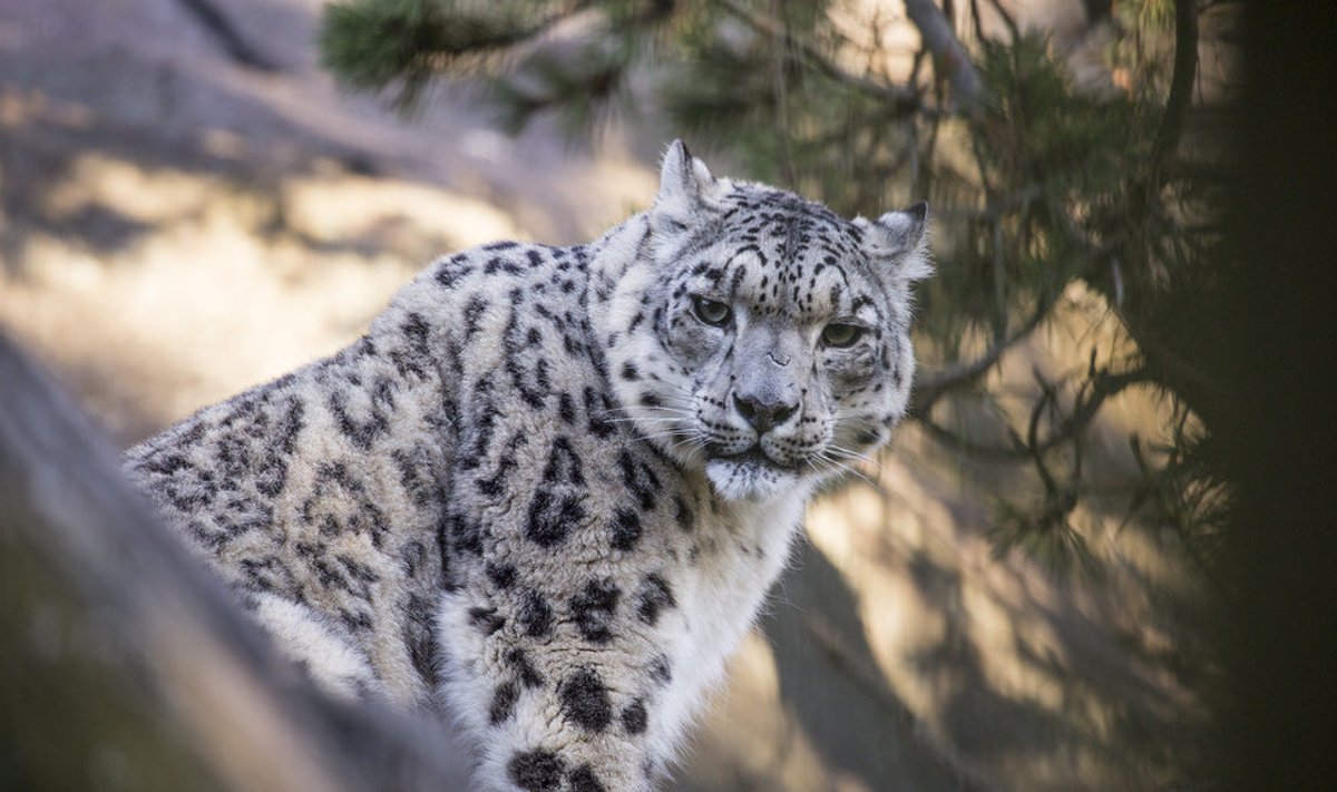 Korkeasaari loomaaia lumeleopard
