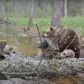 ВИДЕО | Ми-ми-мишность зашкаливает! Три медвежонка резвятся у ручья в эстонском лесу
